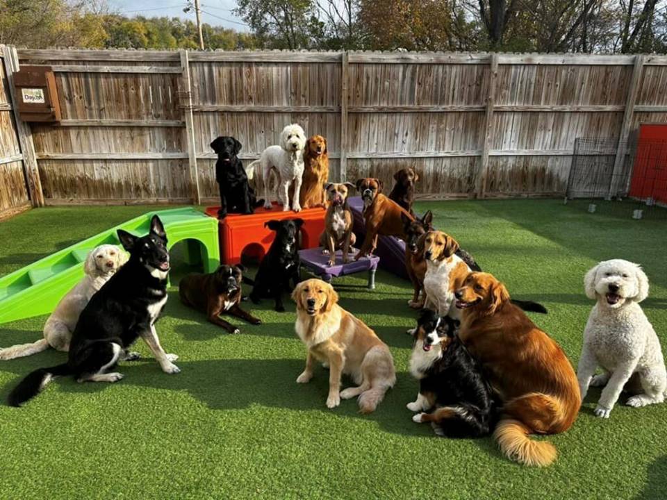 Dog Daycare