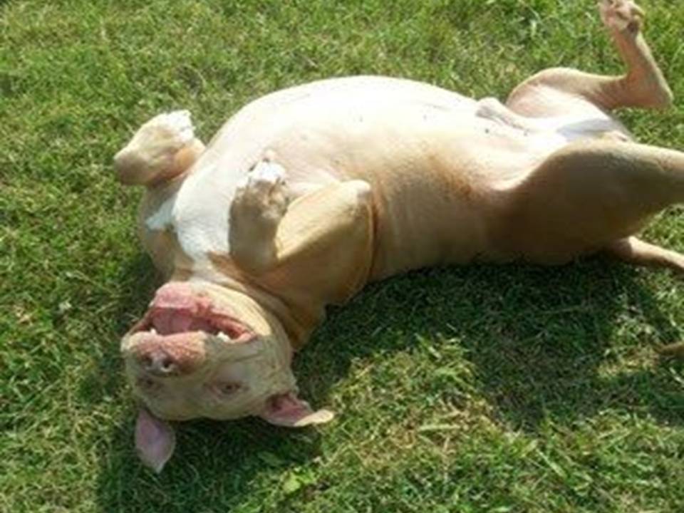 Dog Laying Down in the Sun