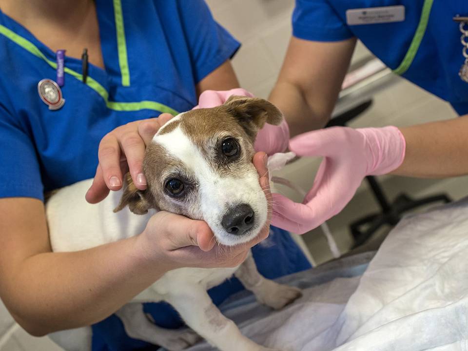 Dog at the Vet