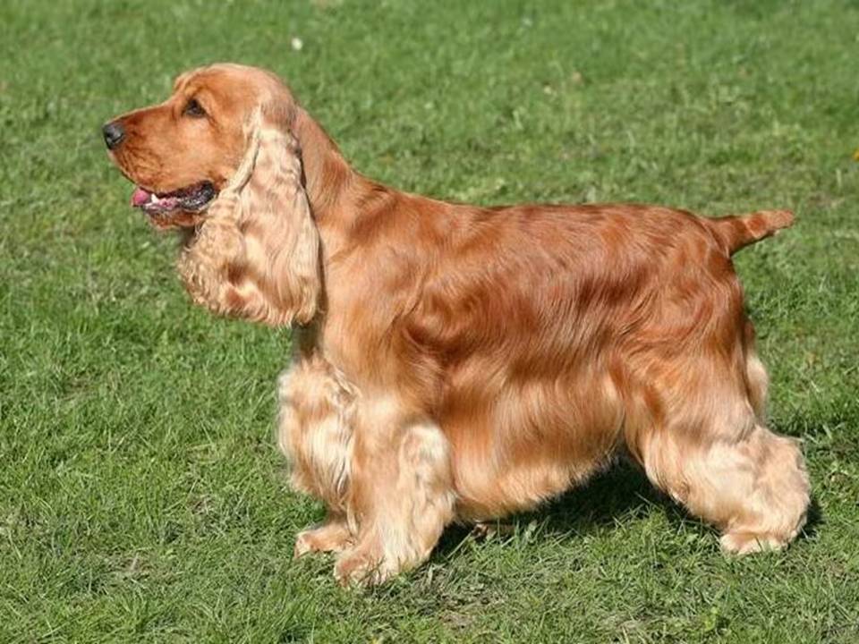 English Cocker Spaniel