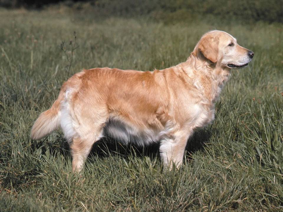 Golden Retriever