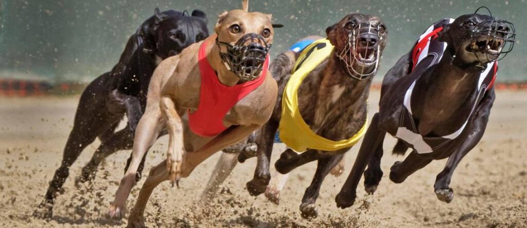 Greyhound Racing Header