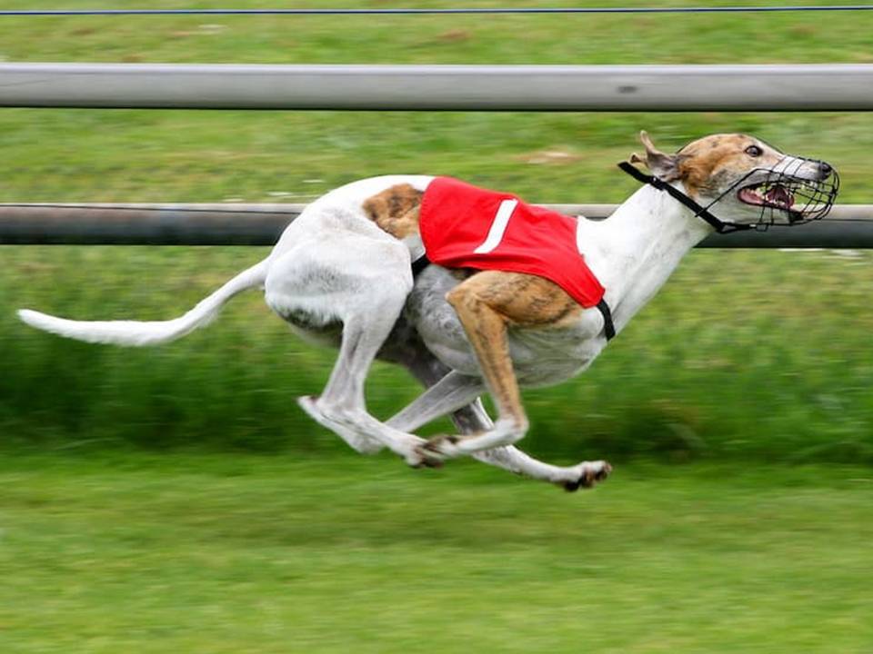 Greyhound Racing