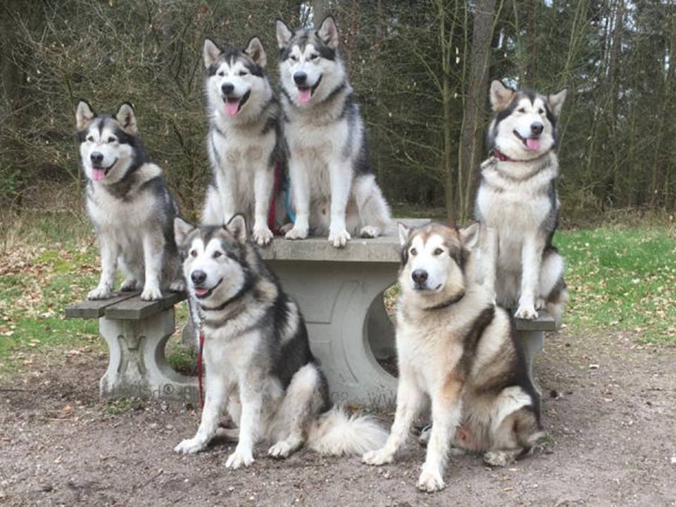 Group of Alaskan malamutes