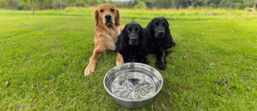 Hydration Tips for Dogs