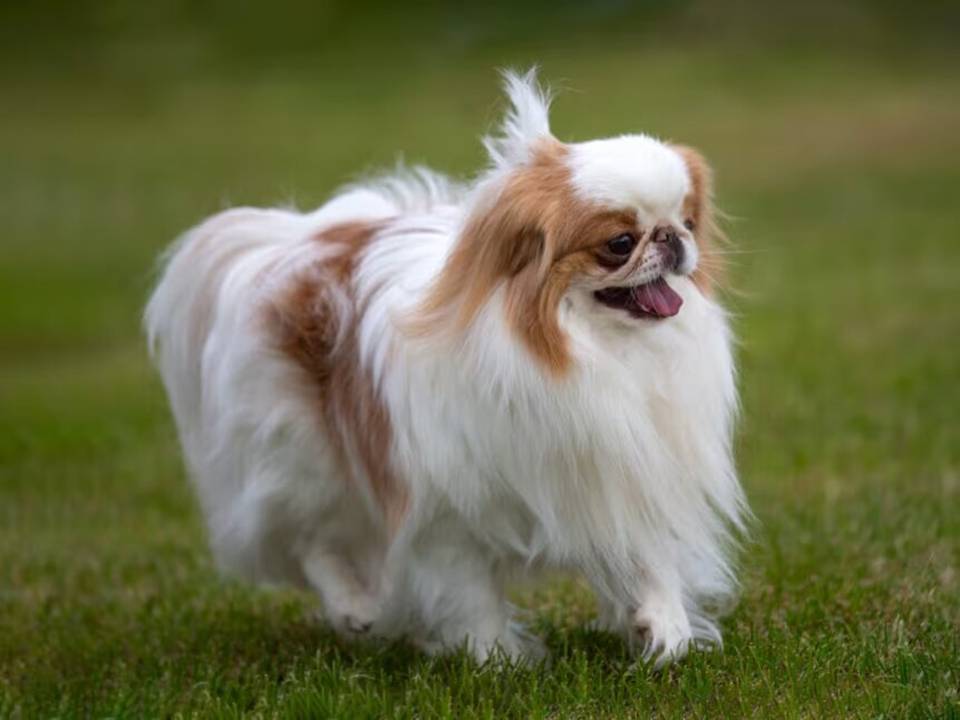 Japanese Chin Dog