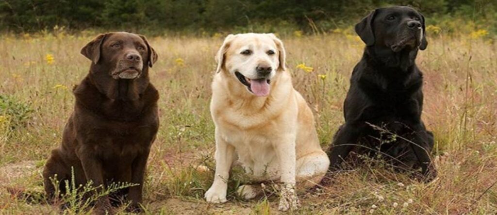 Labrador Retriever