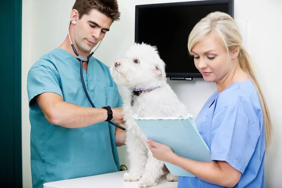 Leukemia Dogs Symptoms and treatment