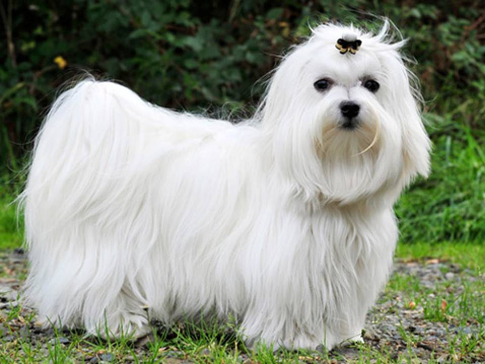 Maltese Dog