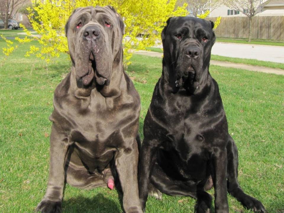 Neapolitan Mastiff Breed