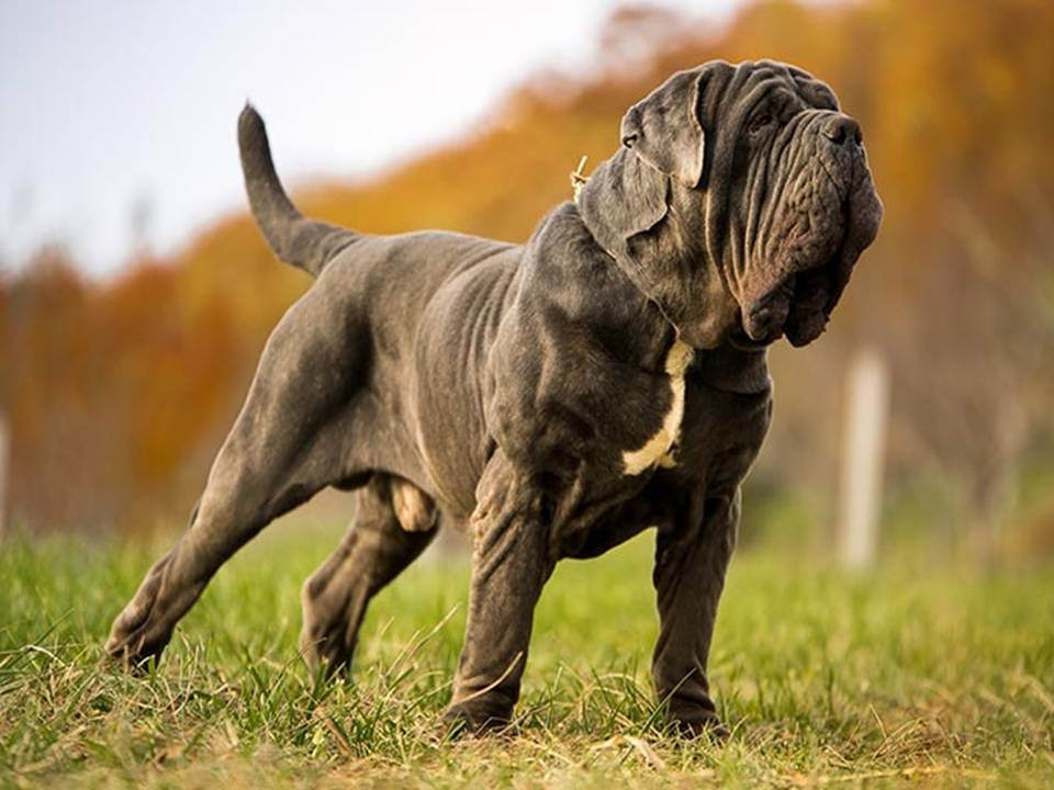 Neapolitan Mastiff