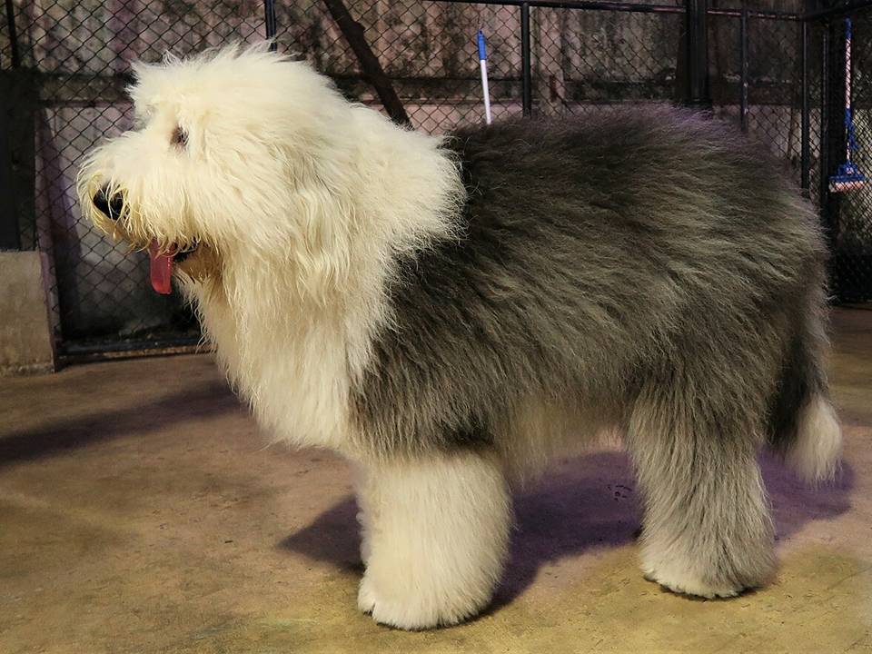 Old English Sheepdog