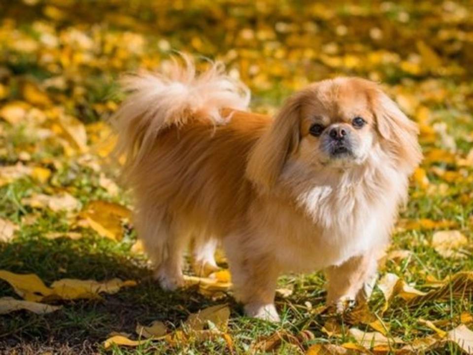 Pekingese Dog