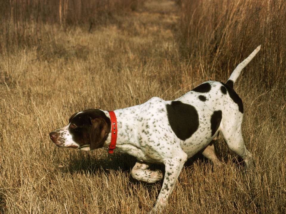 Pointer Sniffing for Prey