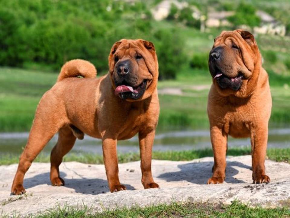 Red Shar Pei Dogs