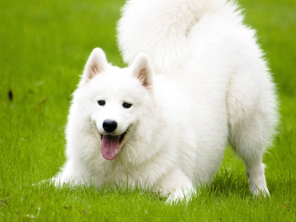 Samoyed Featured