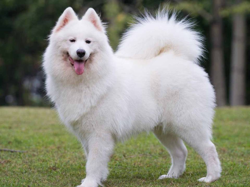 Samoyed Puppy