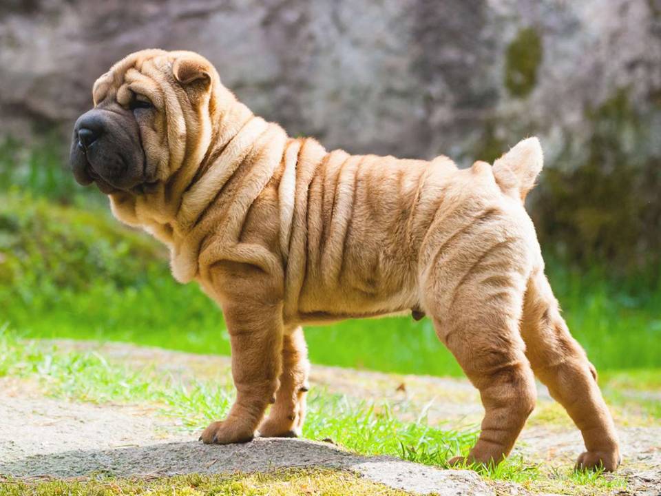 Shar Pei China