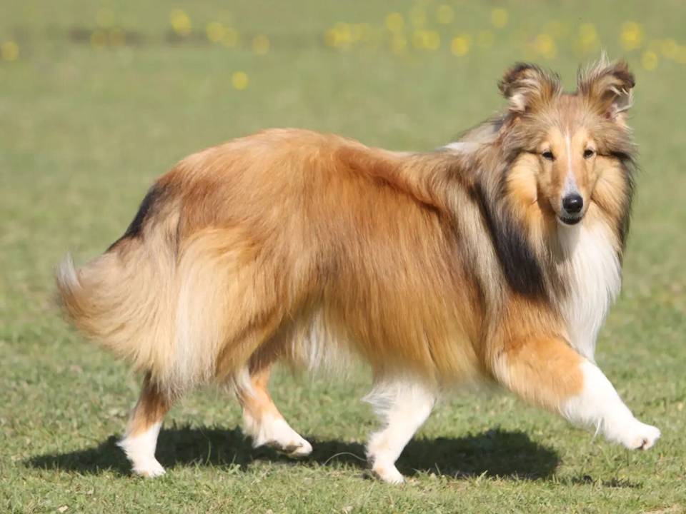 Shetland Sheepdog