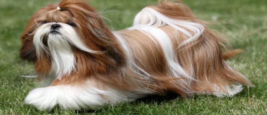 Shih Tzu Dog