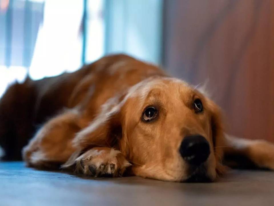 TREATING YOUR DOG'S ANXIETY