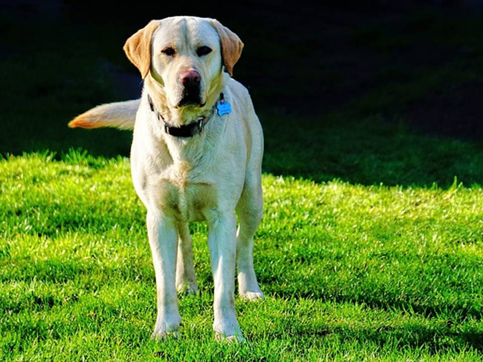 The Labrador Retriever