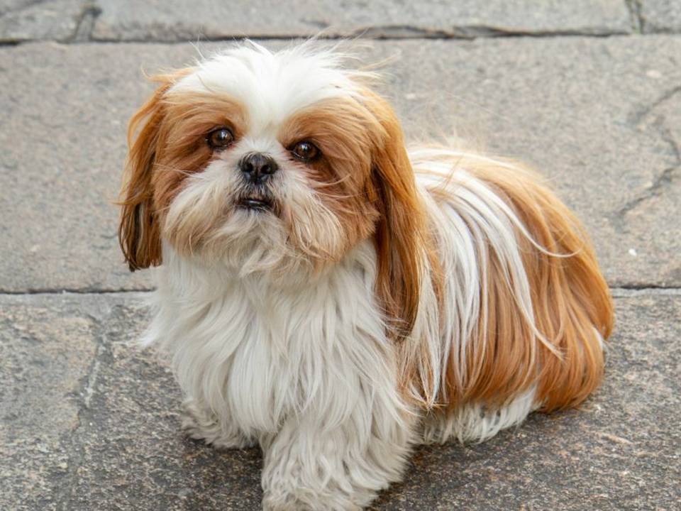 The Shih Tzu Dog