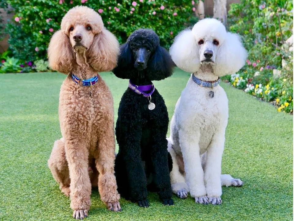 Three Dogs Brown Black and White Poodles