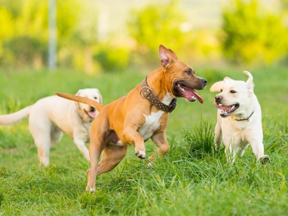 Three Dogs Playing