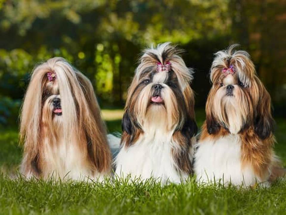 Three Shih Tzu Dogs