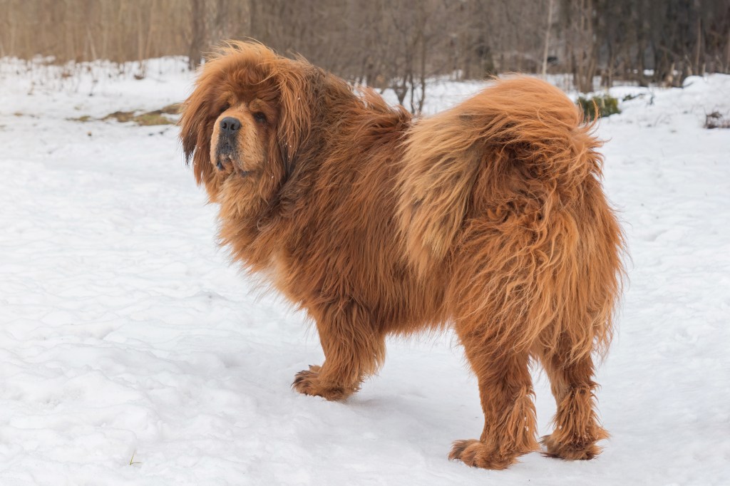 Tibetan Mastiff Dog Breed