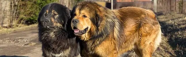 Tibetan Mastiff Dog Breeds