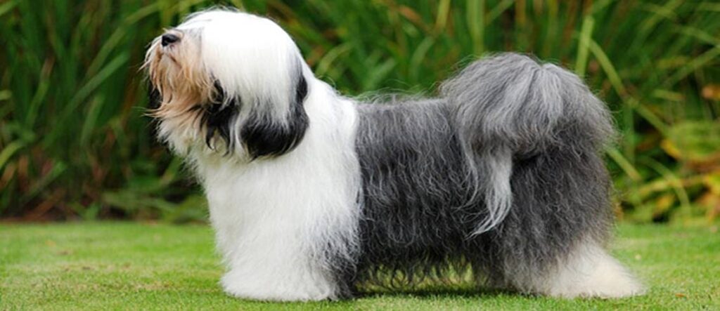 Tibetan Terrier Breed