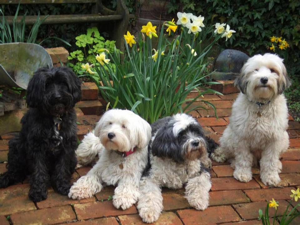 Tibetan Terrier Dogs