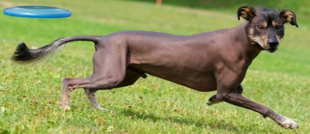 Xoloitzcuintli Running