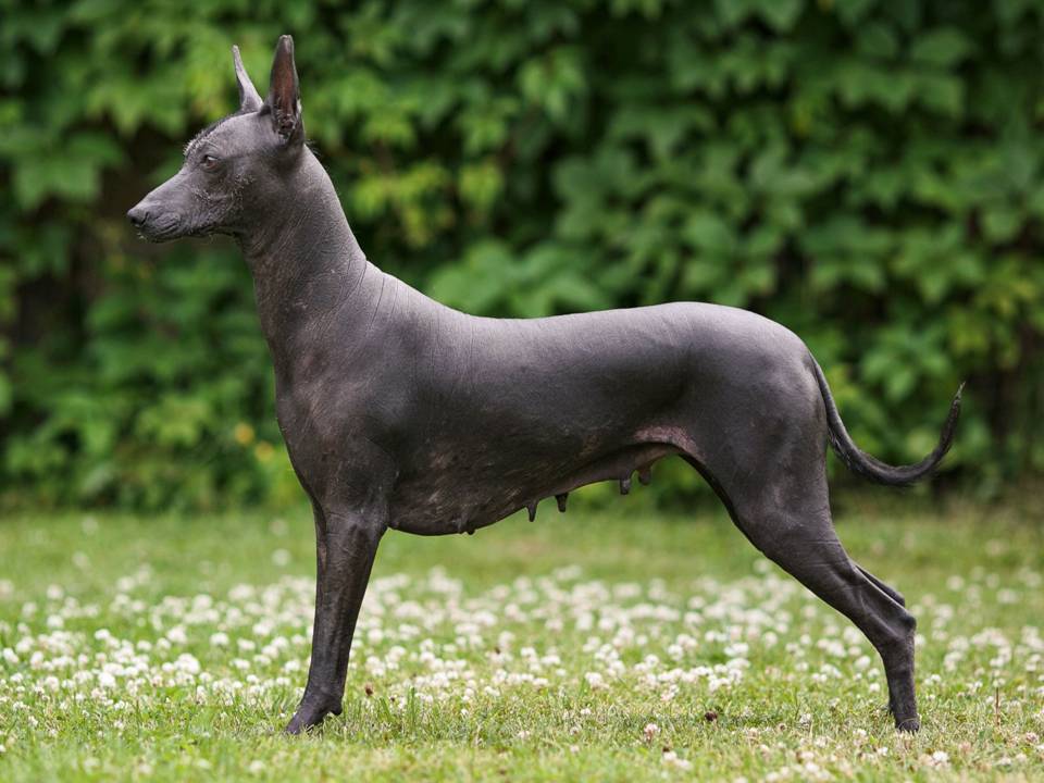 Xoloitzcuitli Mexican Hairless Dog