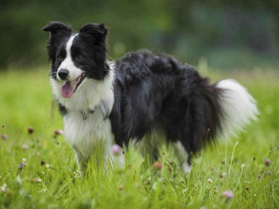 Collie