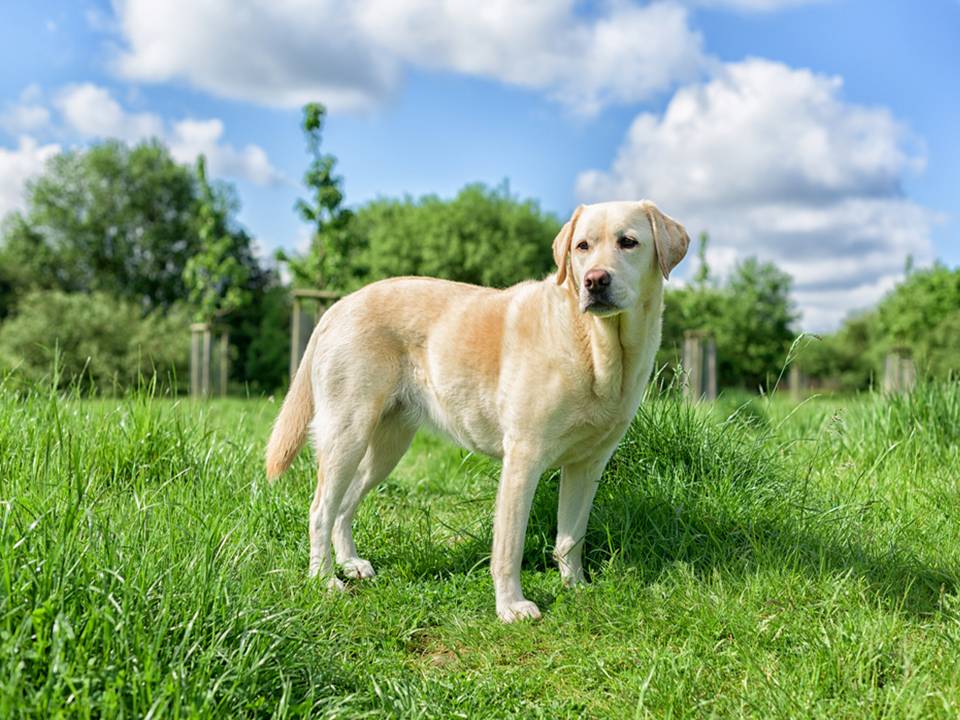 Labrador Retriever