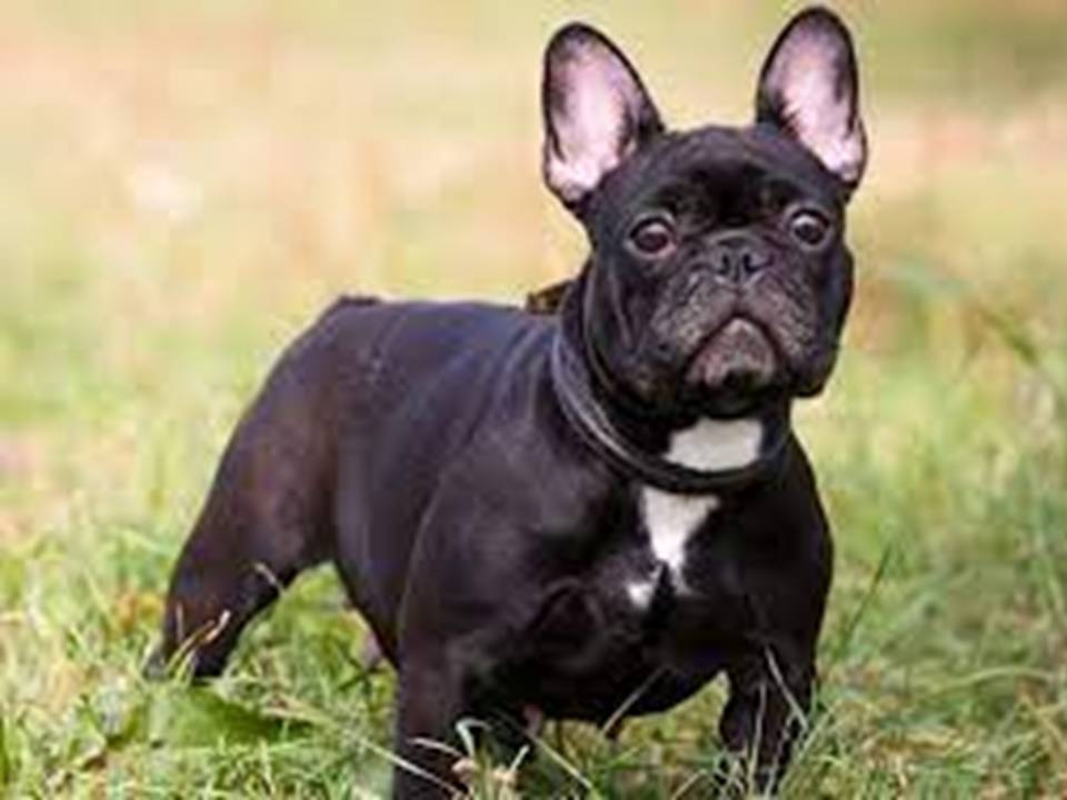 2. French Bulldog