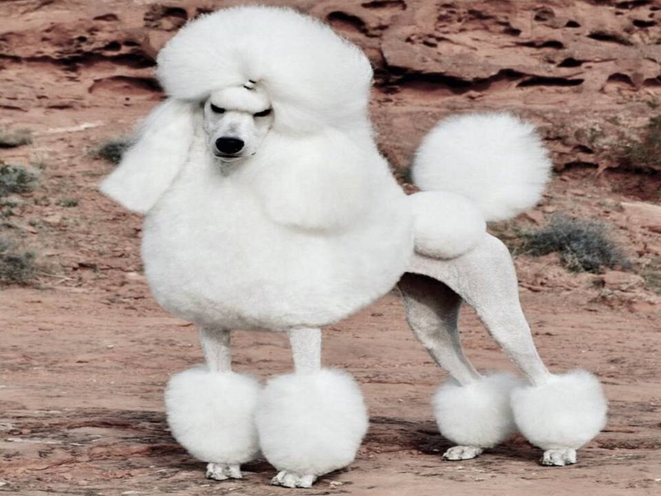 Poodle