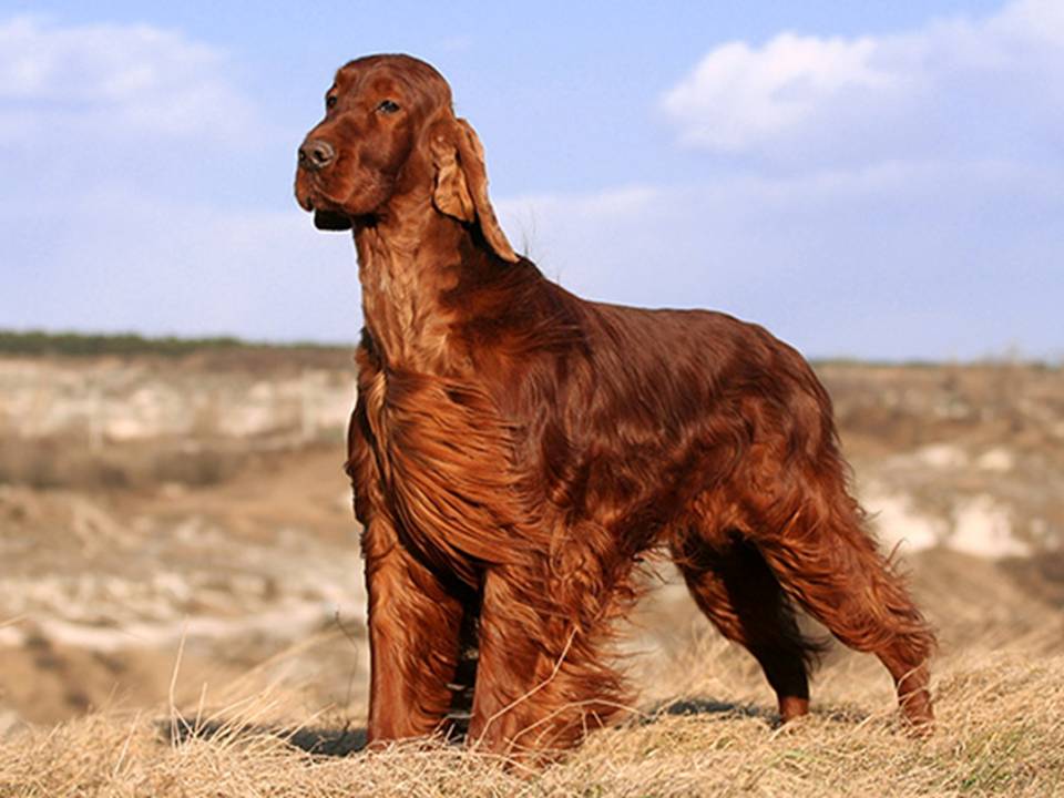 5. Irish Setter