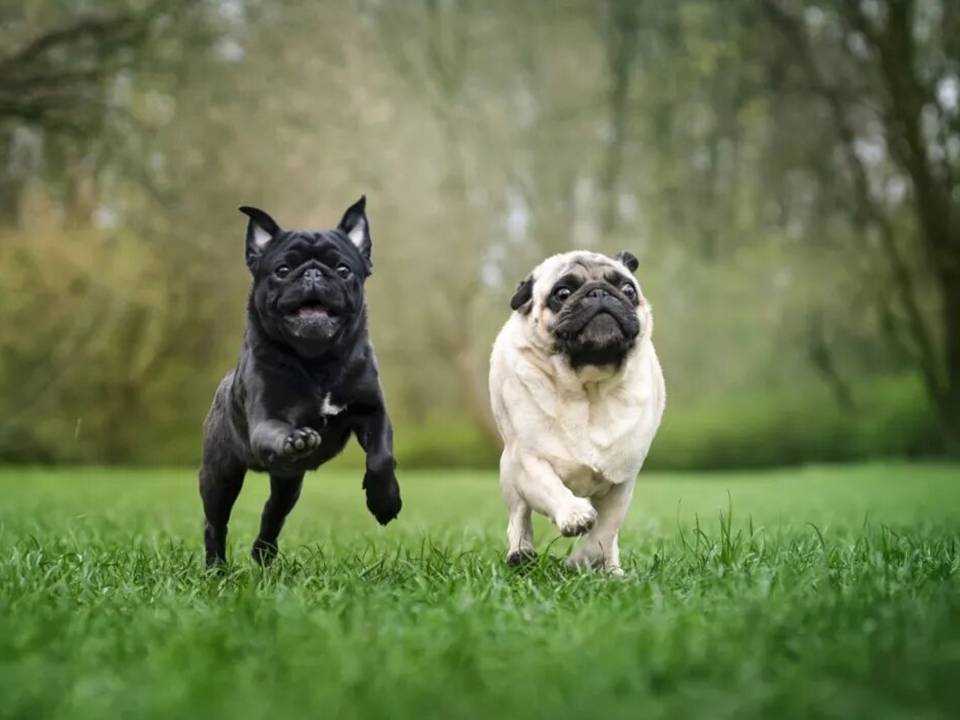 Two Pug Dogs Running