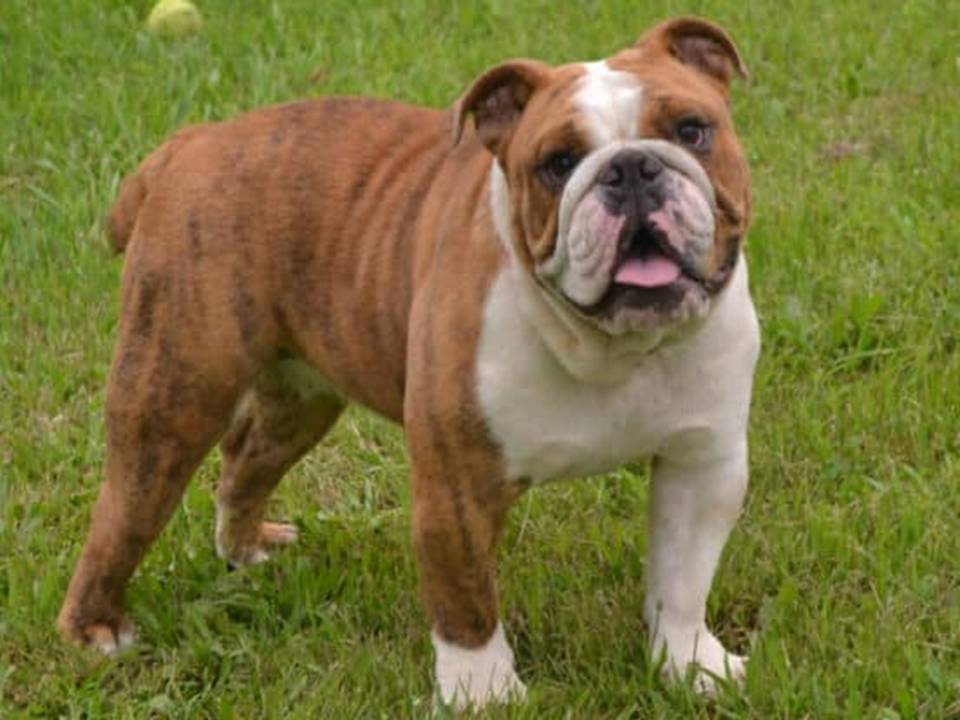 English Bulldog