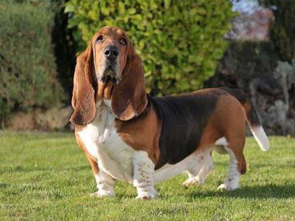 Basset Hound Standing in the Garden