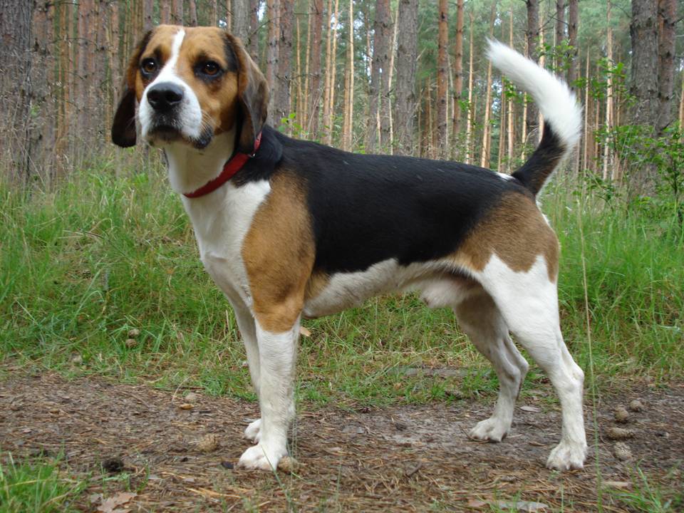 Beagle Harrier Dog