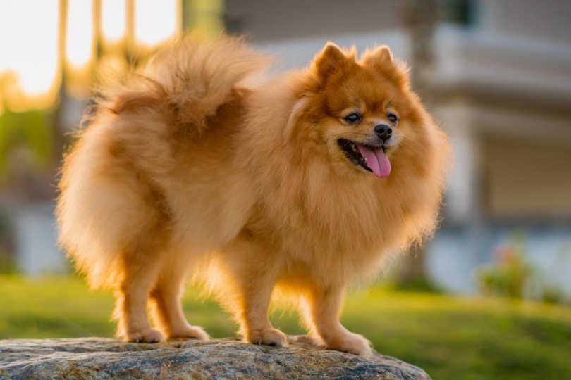 Brown Pomeranian Dog