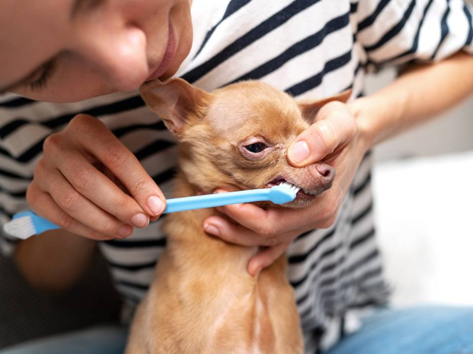 Brushing Dog Teeth