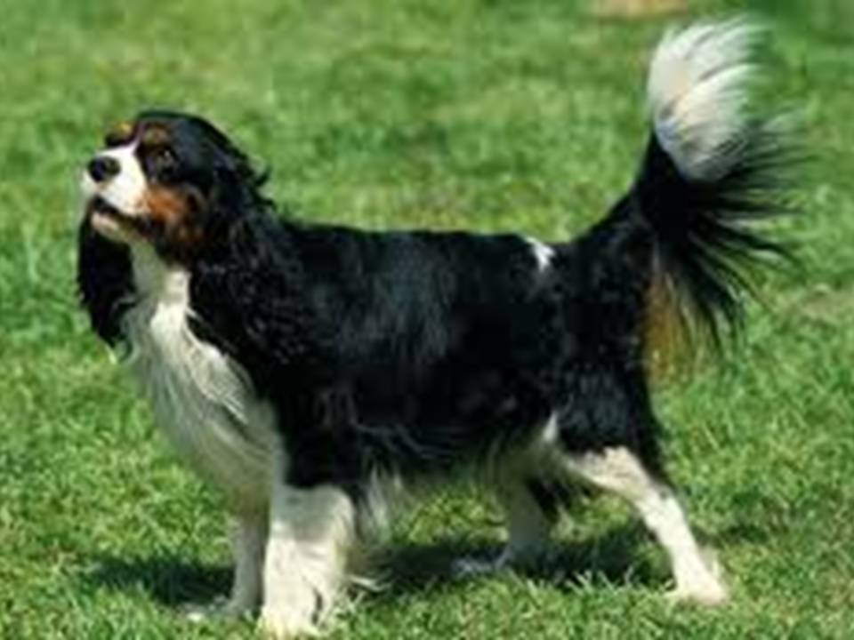 Cavalier King Charles Spaniel