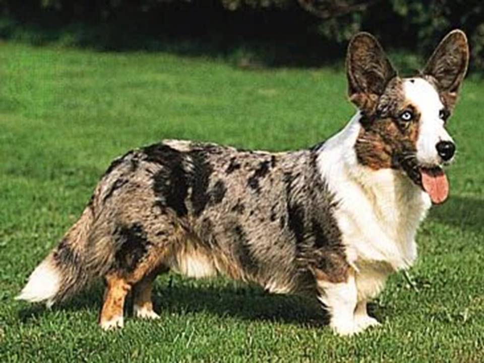 Corgi Cardigan Welsh