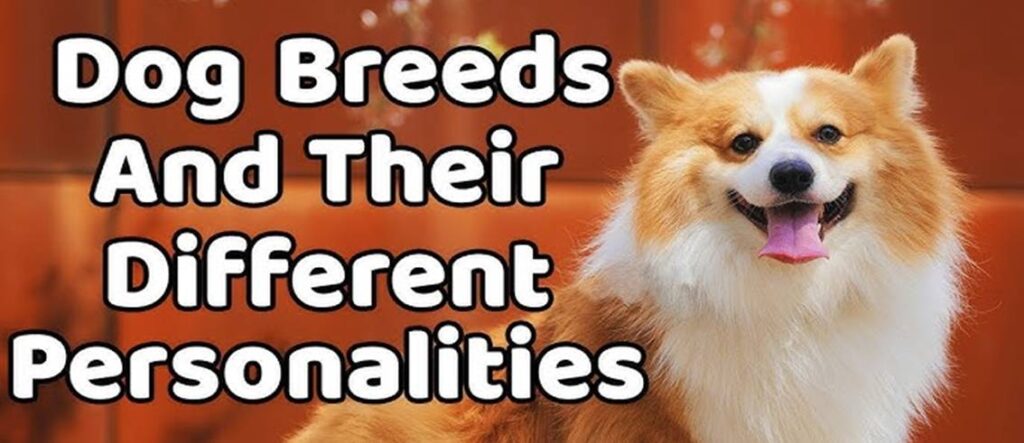 Dog Breeds and Their Personalities